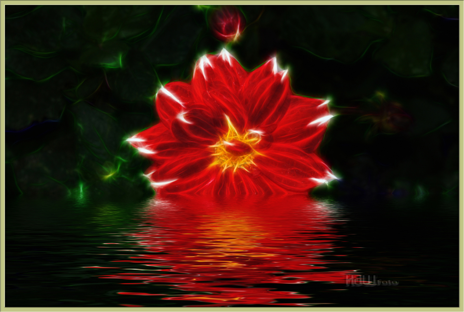 feuerblume feuerblume
