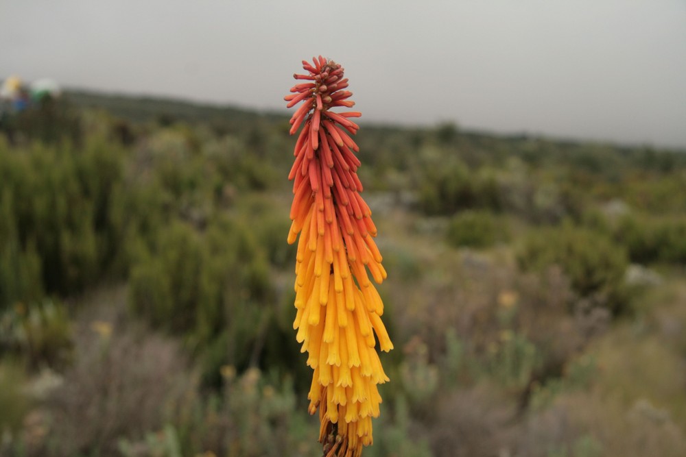 "Feuerblume" Afrikas