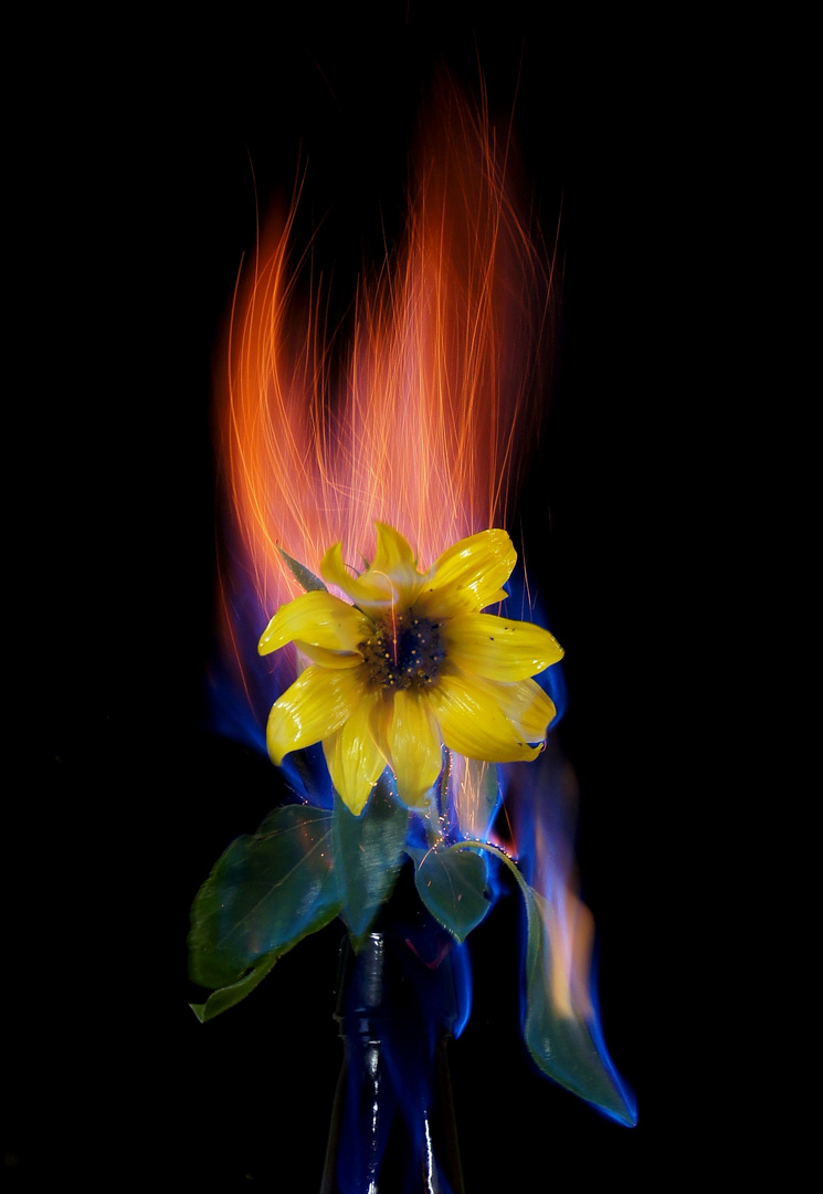 Feuerblume