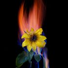 Feuerblume