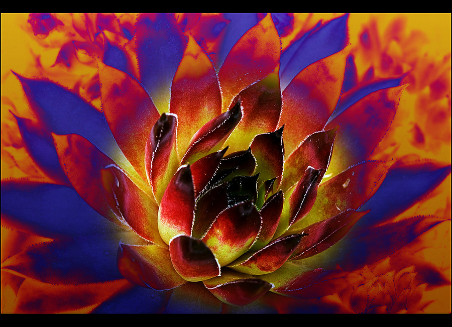 Feuerblume (?)