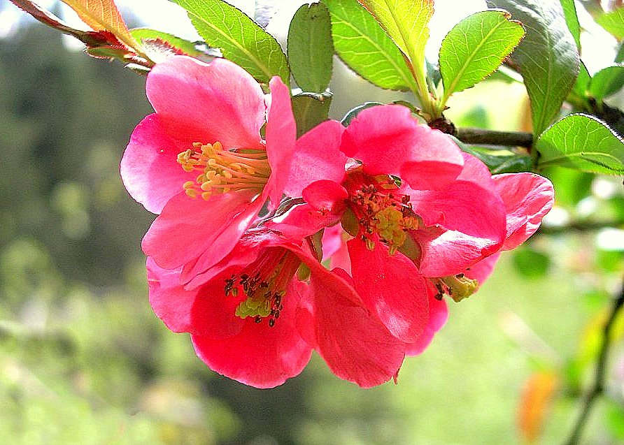 Feuerbusch (Chaenomeles japonica)