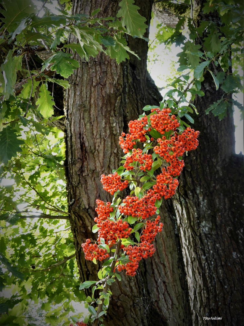 Feuerdorn