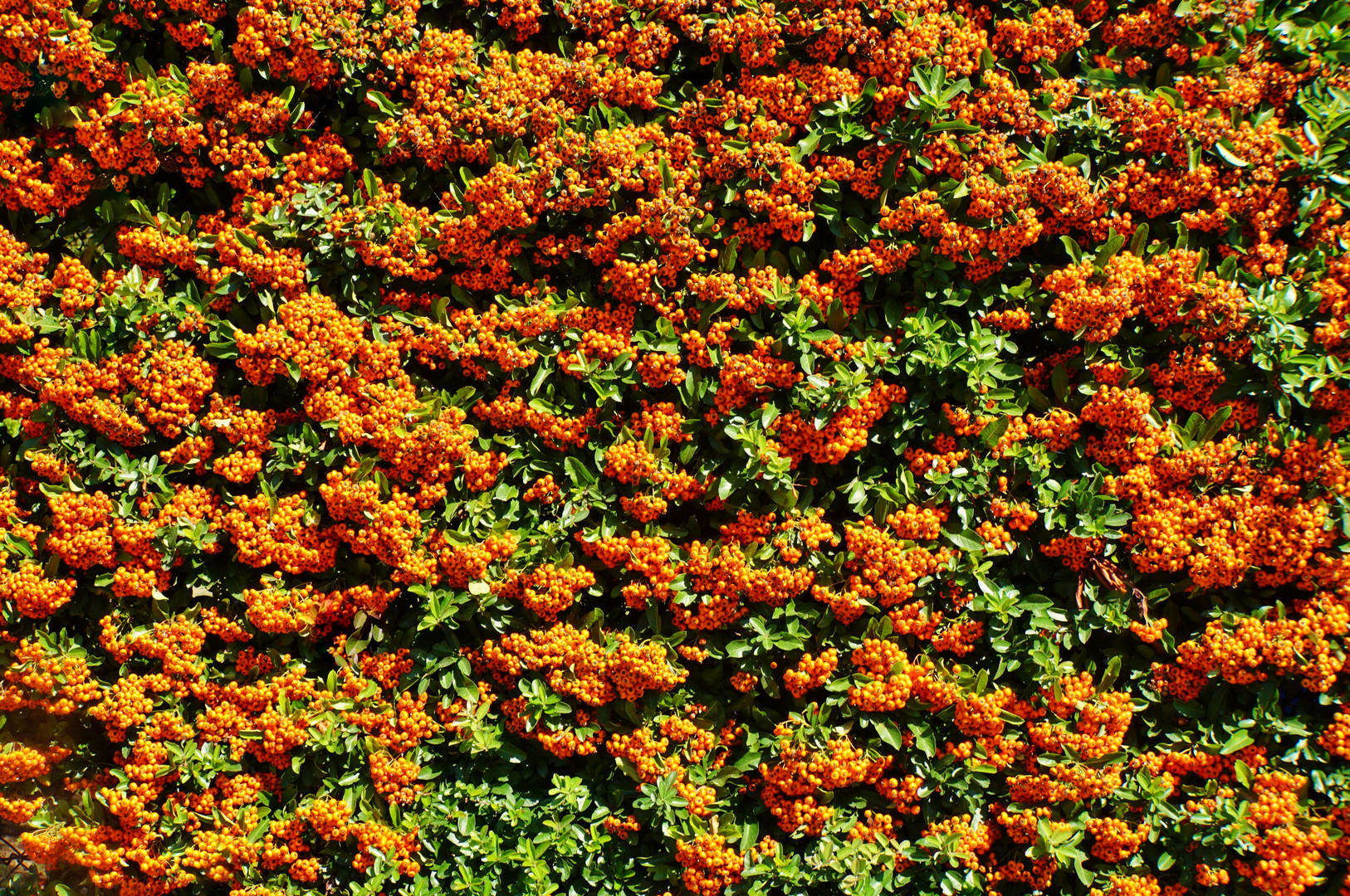 Feuerdorn als Gartenhecke