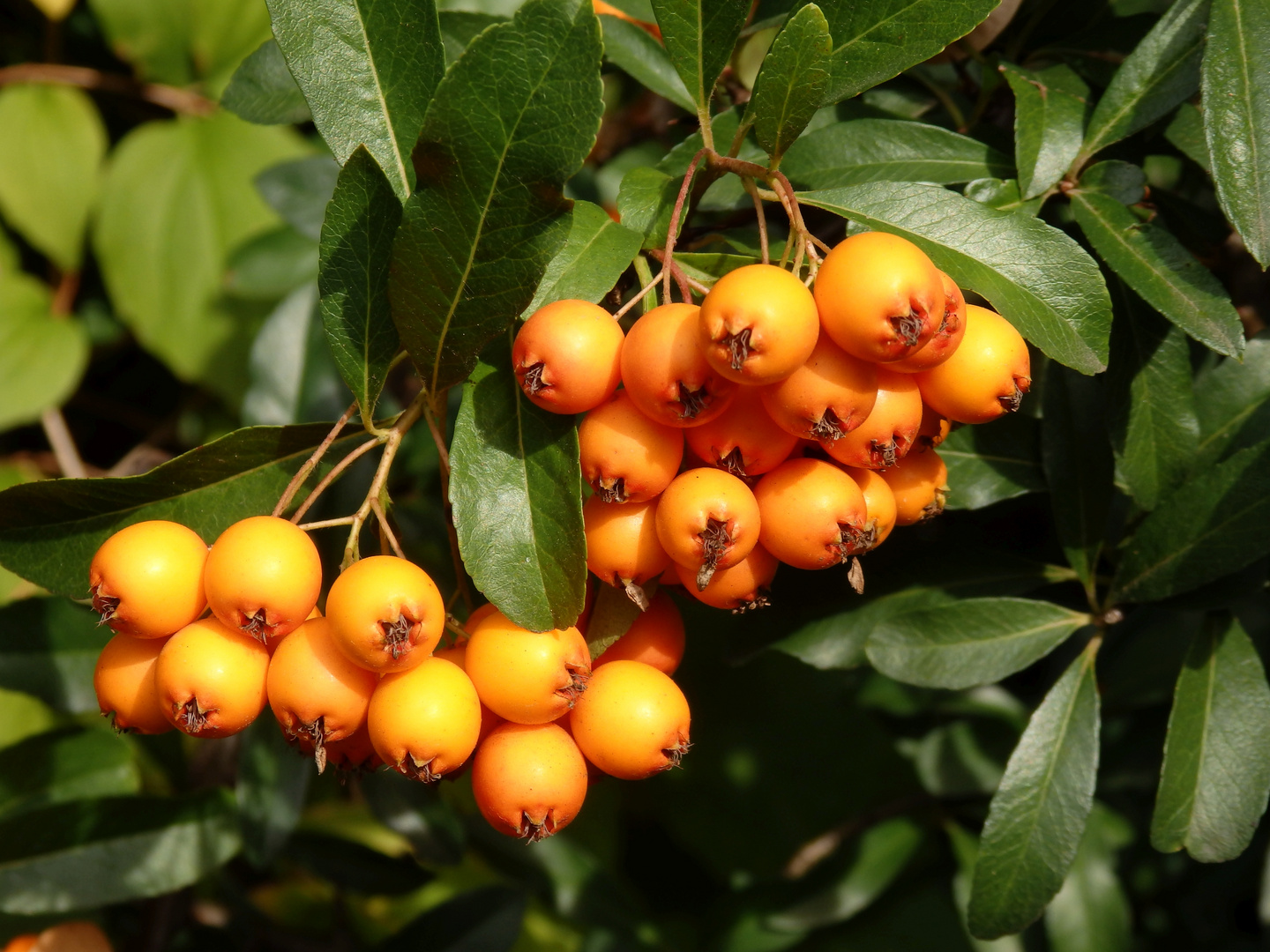 Feuerdorn-Beeren im Oktober