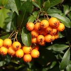 Feuerdorn-Beeren im Oktober