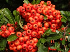 Feuerdorn-Beeren im Oktober