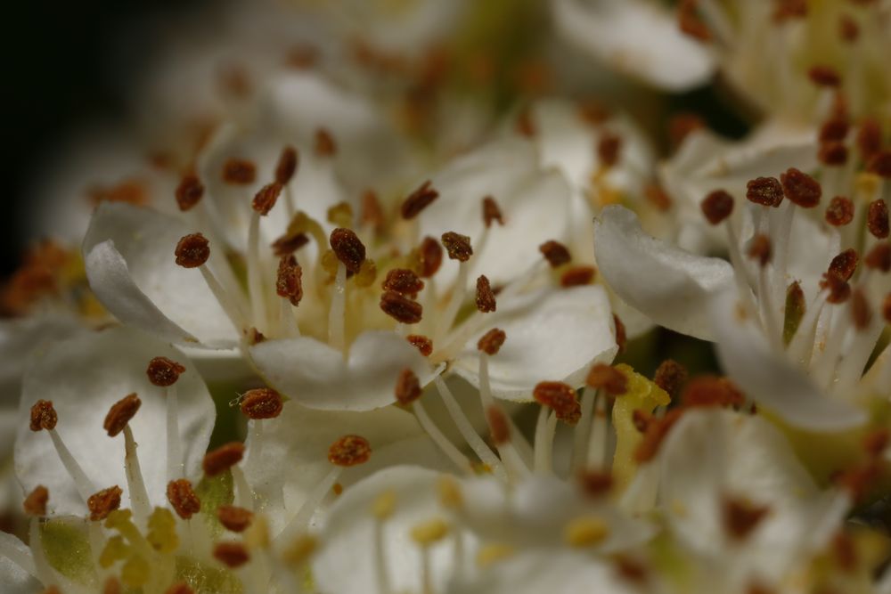 Feuerdorn Blüten (Pyracantha)