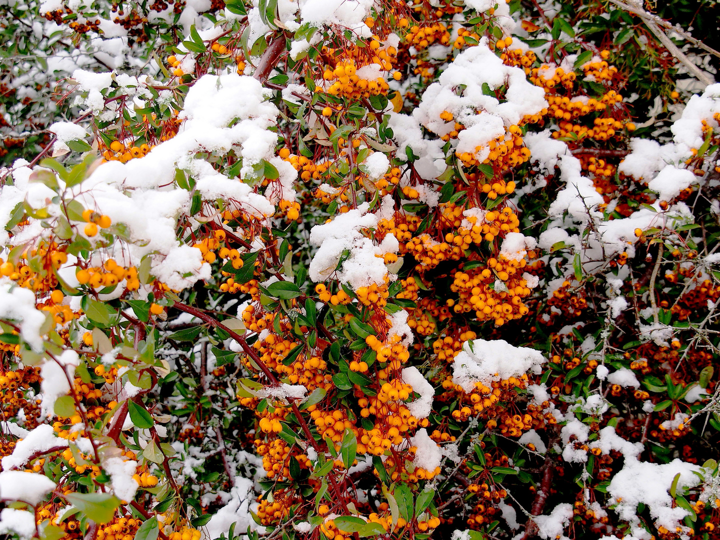 Feuerdorn im Schnee