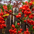 Feuerdorn in meinem Garten