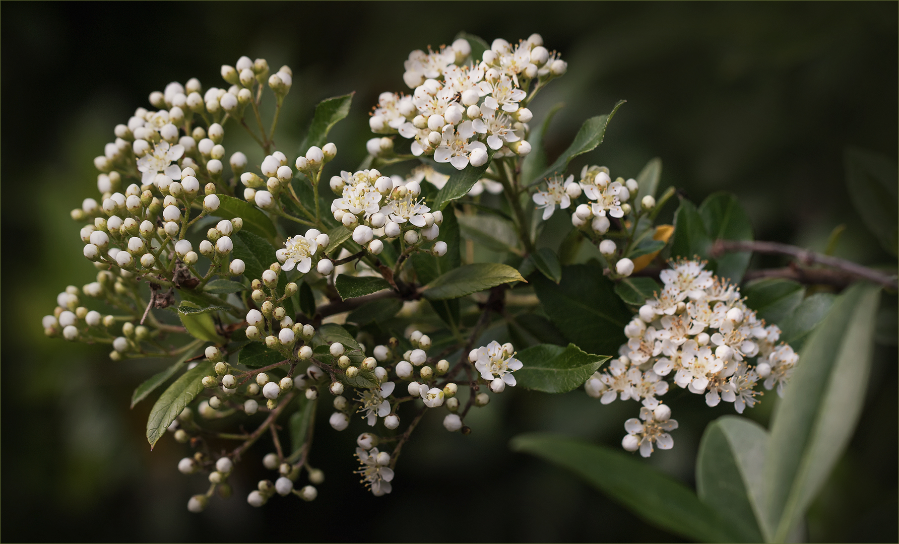 Feuerdorn ~ Pyracantha....