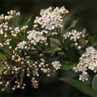 Feuerdorn ~ Pyracantha....