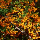 Feuerdorn Pyracantha Orange 