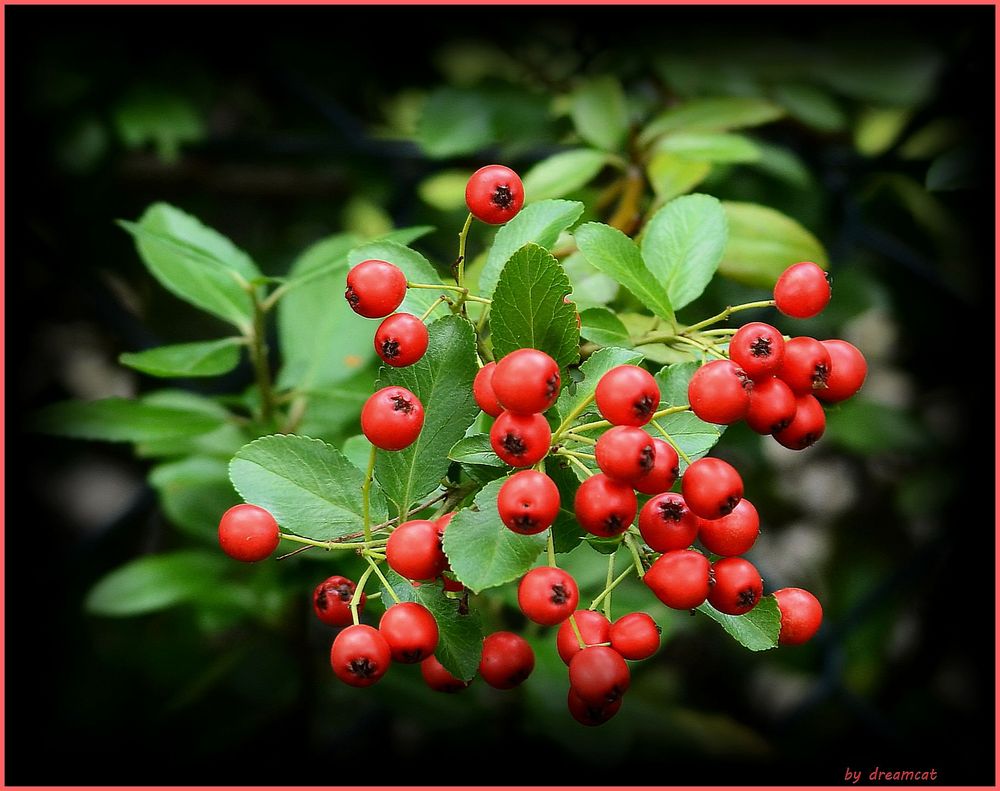 Feuerdorne (Pyracantha) 