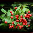 Feuerdorne (Pyracantha) 