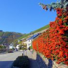 Feuerdornhecke in Dernau/Ahr