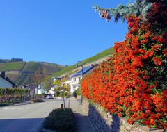 Feuerdornhecke in Dernau/Ahr