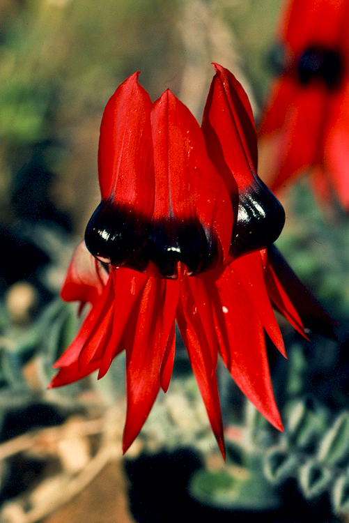 Feuererbse - Sturt's desert pea