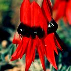 Feuererbse - Sturt's desert pea