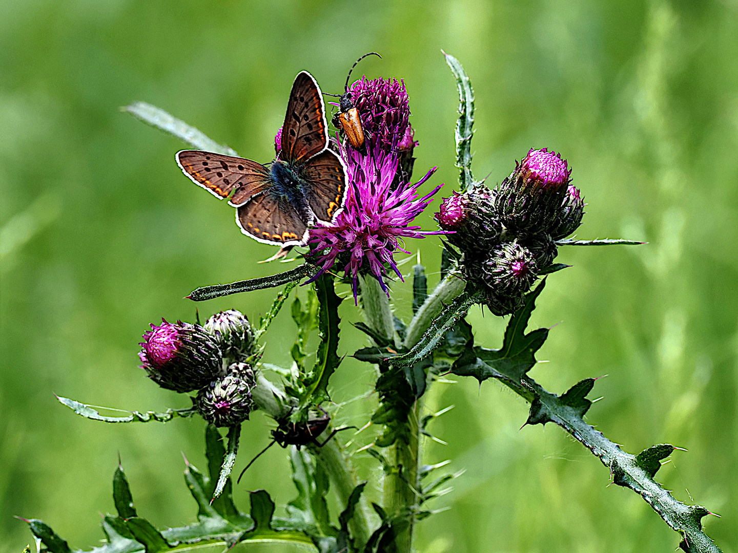 Feuerfalter an Distel