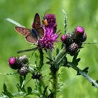 Feuerfalter an Distel