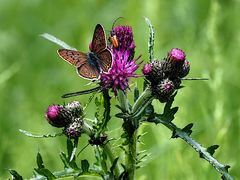 Feuerfalter an Distel