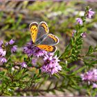 Feuerfalter - auch er liebt die Heide