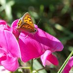 Feuerfalter auf Pink