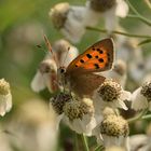 Feuerfalter, der Zweite