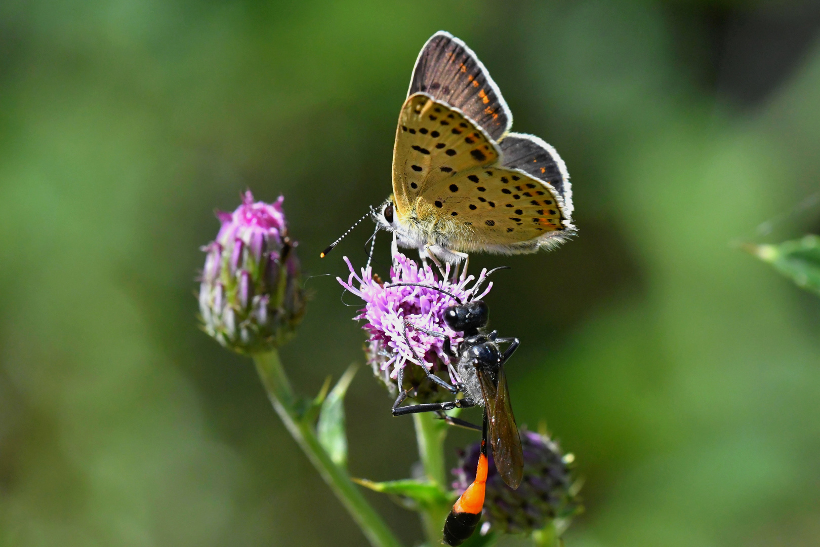 Feuerfalter-Männchen von der Art Lycaena tityrus