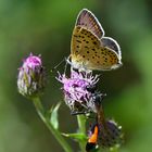 Feuerfalter-Männchen von der Art Lycaena tityrus