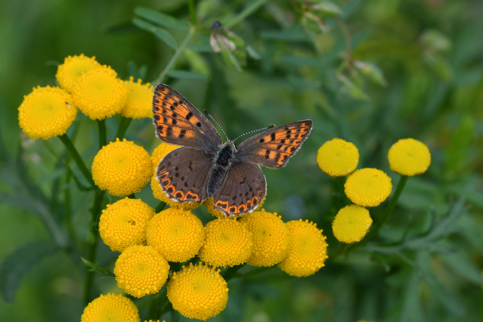 Feuerfalter-Weibchen von Lycaena tityrus 