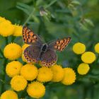 Feuerfalter-Weibchen von Lycaena tityrus 