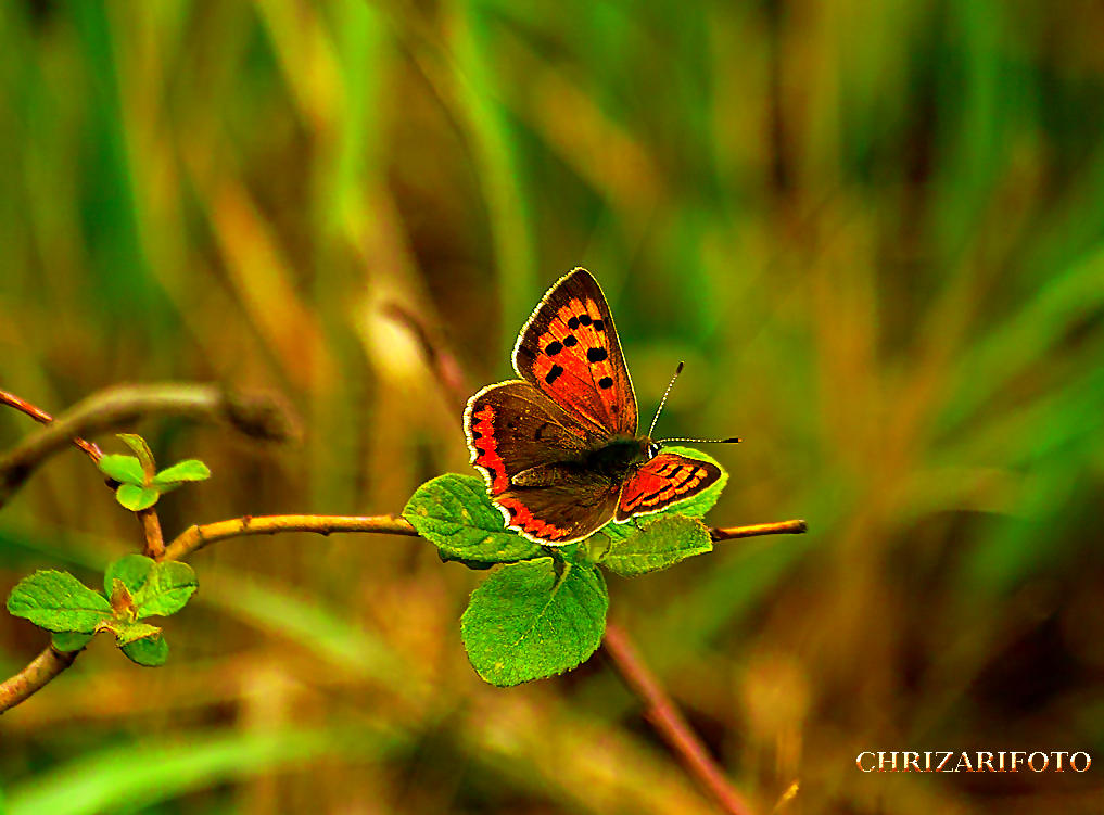 Feuerfalter-Wildlife-Natural-Lifestyle