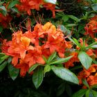 Feuerfarben (Rhododendron)