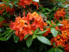 Feuerfarben (Rhododendron)