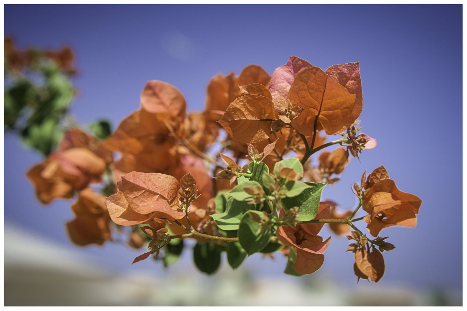 Feuerfarbige Bougainvillea