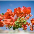 Feuerfarbige Bougainvillea