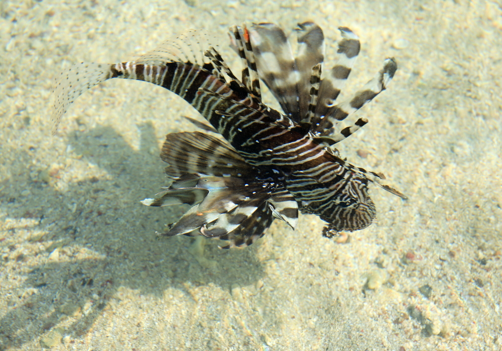 Feuerfisch am Strand von Kalawy