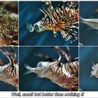 Feuerfisch (auch Lionsfish) 2