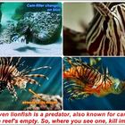 Feuerfisch (auch Lionsfish) 3