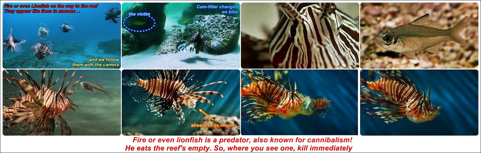 Feuerfisch (auch Lionsfish) 3