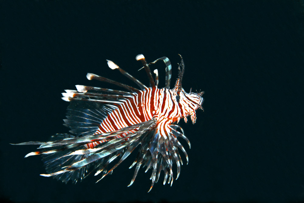 Feuerfisch bei Nachttauchgang