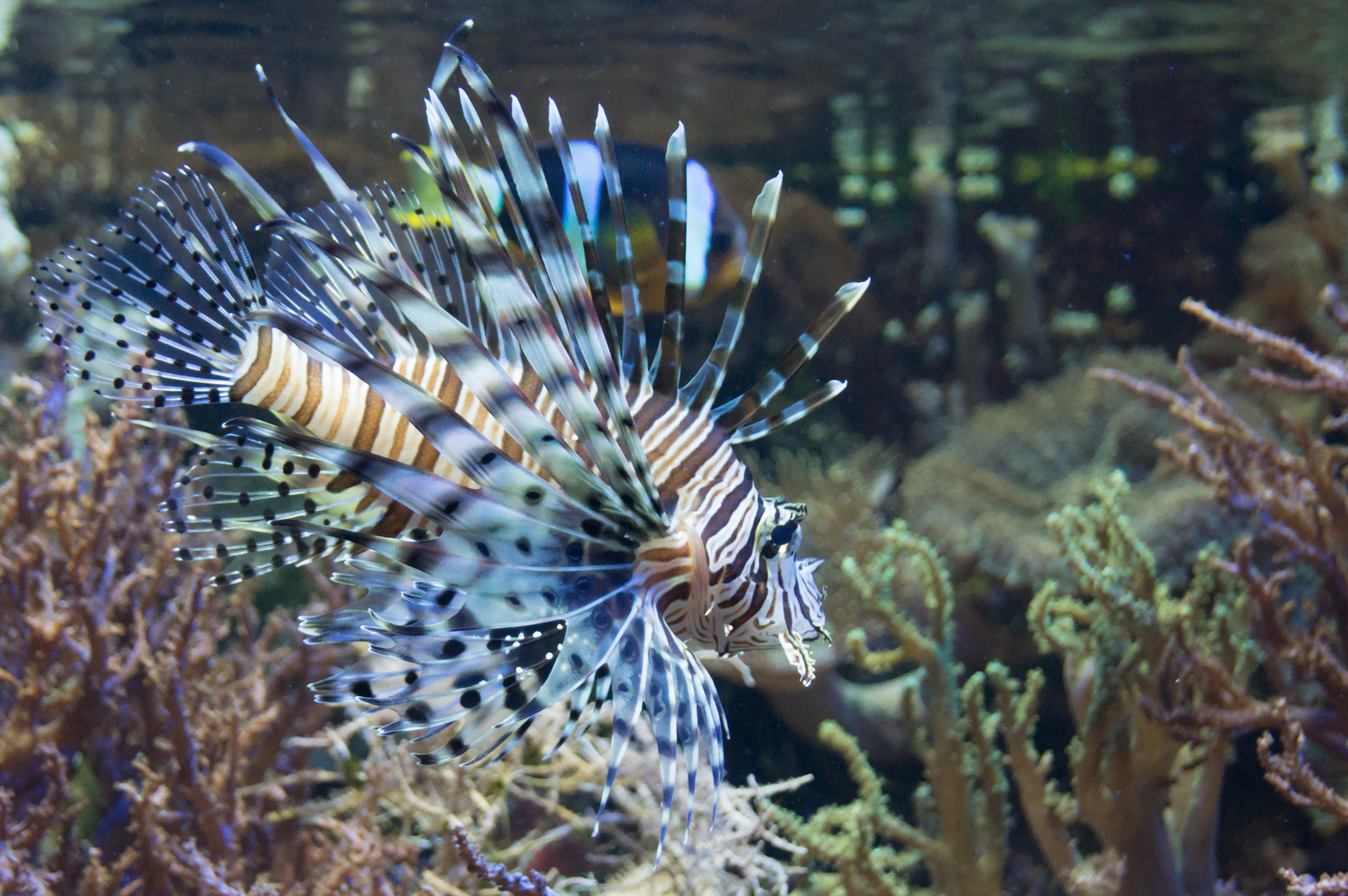 Feuerfisch hinter Glas