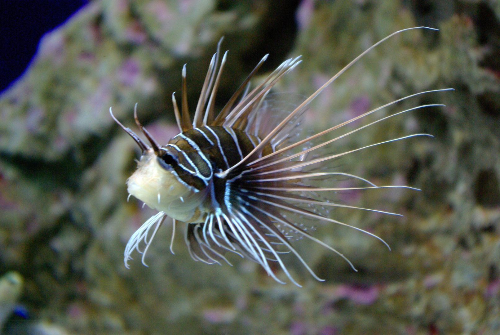 Feuerfisch im Großaquarium im Loropark auf Teneriffa