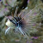 Feuerfisch im Großaquarium im Loropark auf Teneriffa