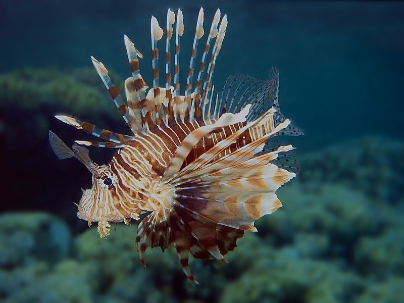 Feuerfisch im Roten Meer