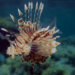 Feuerfisch im Roten Meer