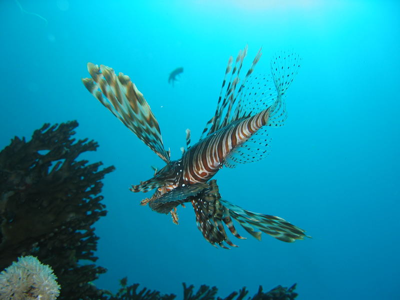 Feuerfisch im Segelflug