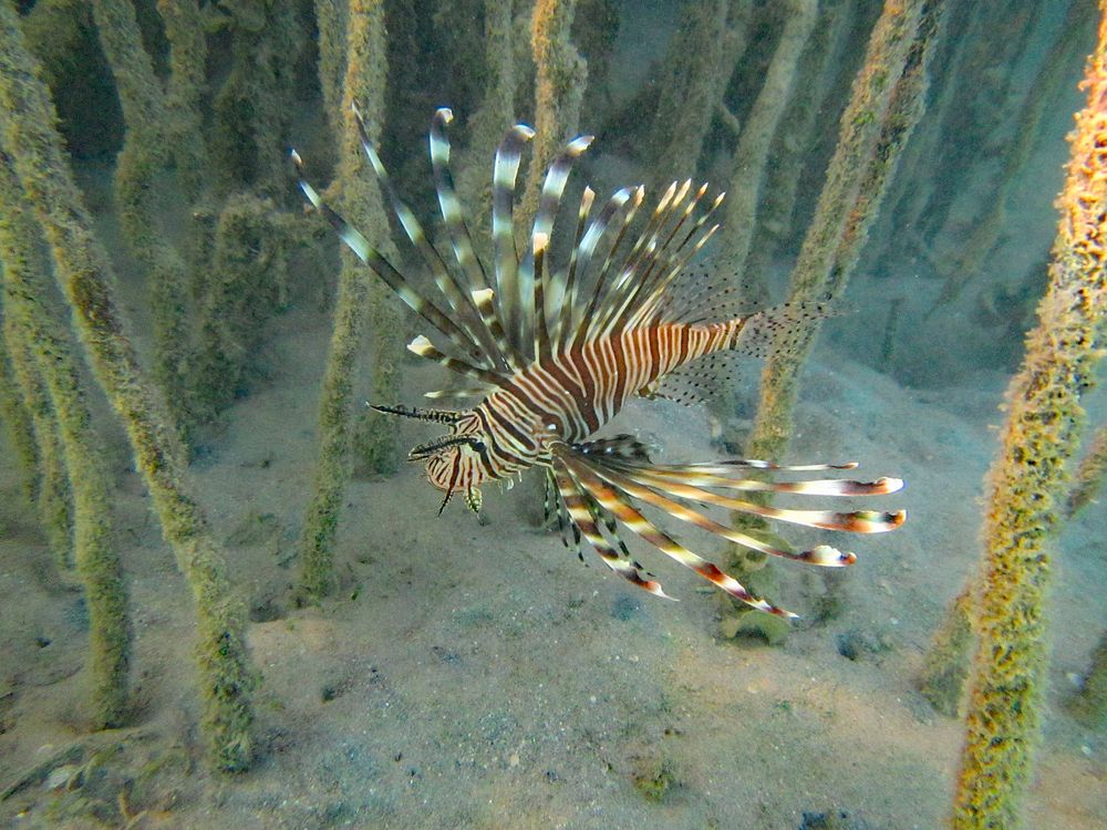 Feuerfisch in den Mangroven